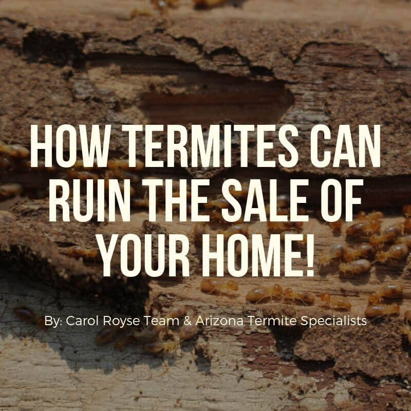 How Termites Can Ruin The Sale of Your Home
