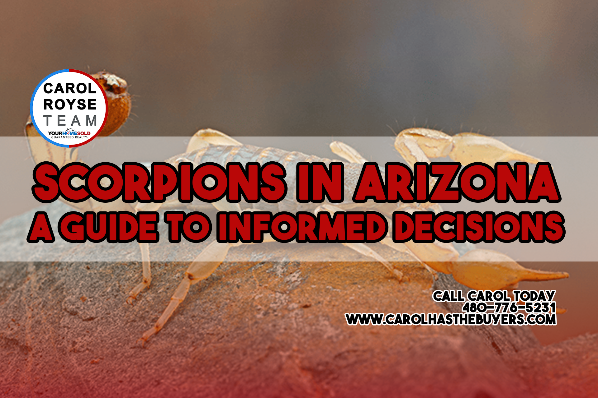 Scorpions in Arizona A Guide to Informed Decisions