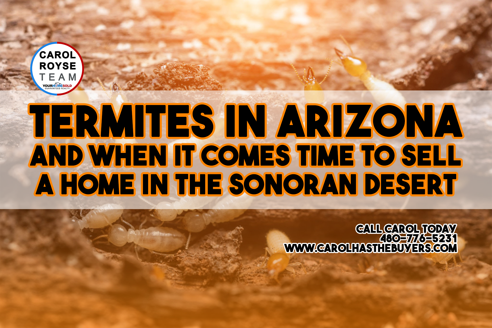 Termites in Arizona and When it Comes Time to Sell a Home in the Sonoran Desert